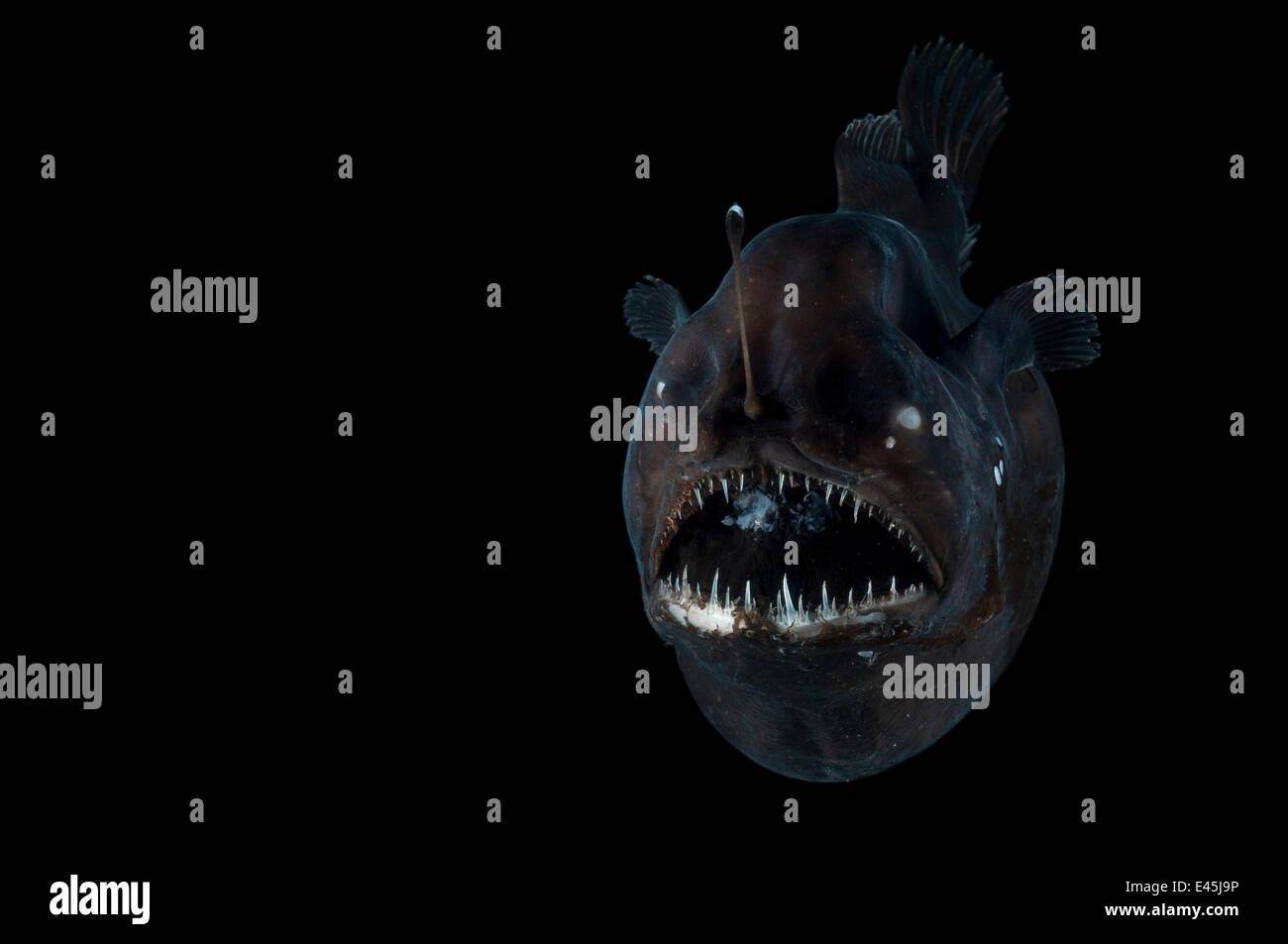 Angler fish (Melanocoetus murrayi) Mid-Atlantic Ridge, North Atlantic Ocean Stock Photo