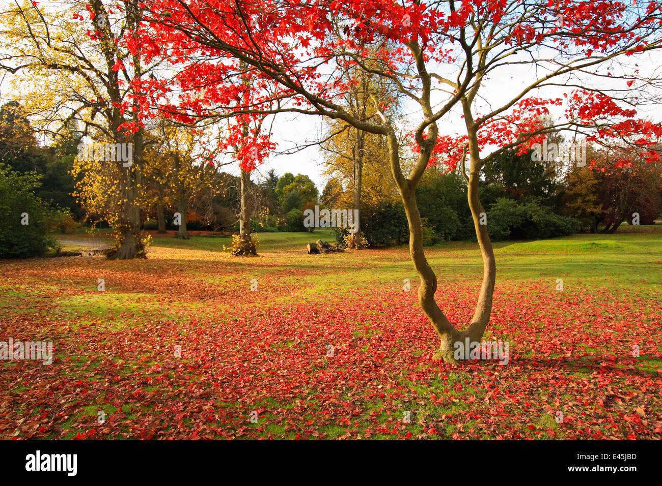 Japanese maple park hi-res stock photography and images - Alamy