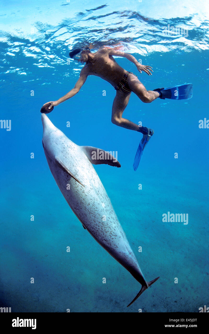 Snorkeler holding Sea Cucumber (Holothuria edulis) swimming with wild Bottlenose Dolphin (Tursiops truncatus), Nuweiba, Egypt - Red Sea. Model released Stock Photo