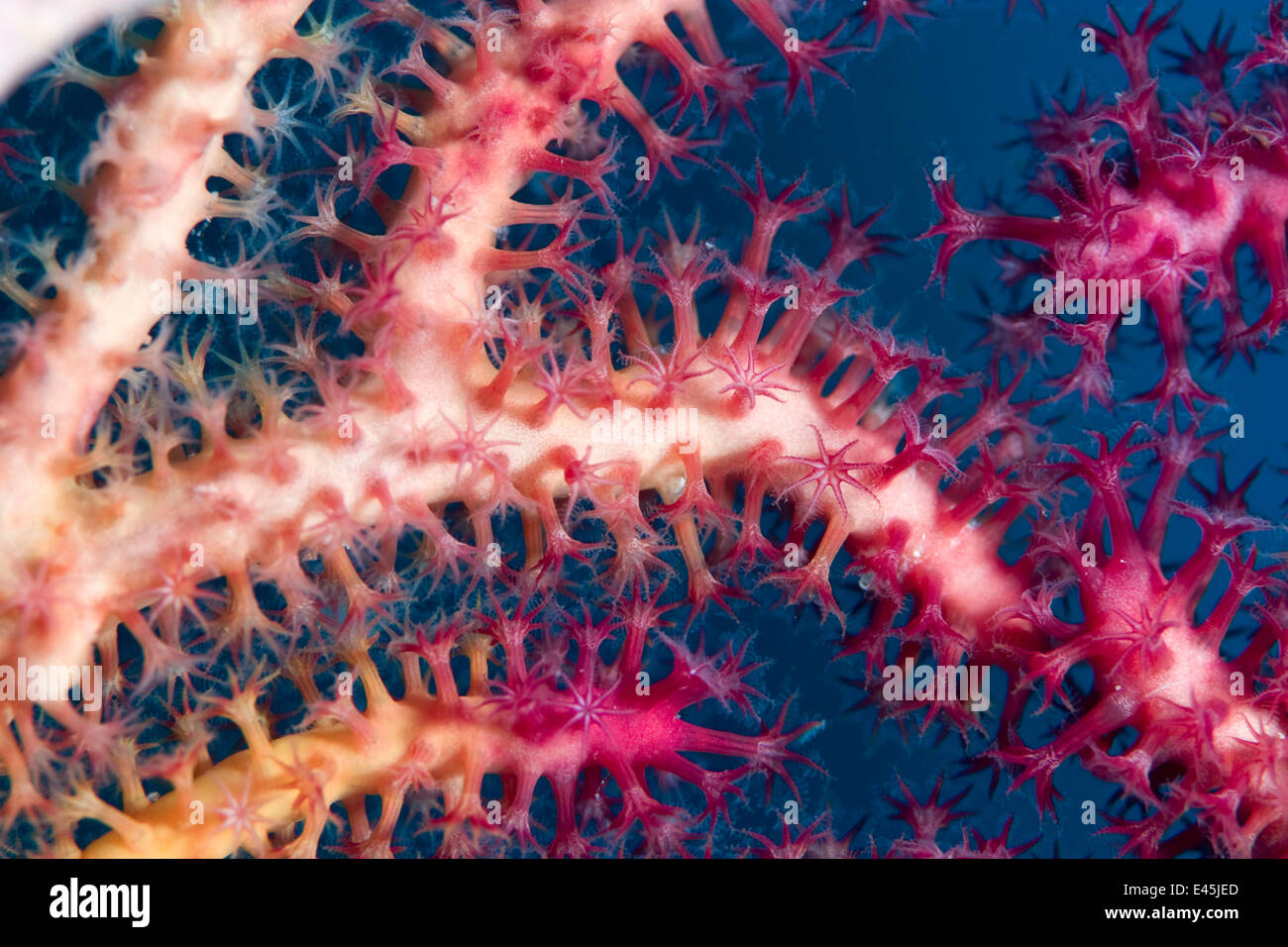 Close up of polyps and tentacles of Sea fan (Gorgonia sp) Cebu, Philippines, March Stock Photo