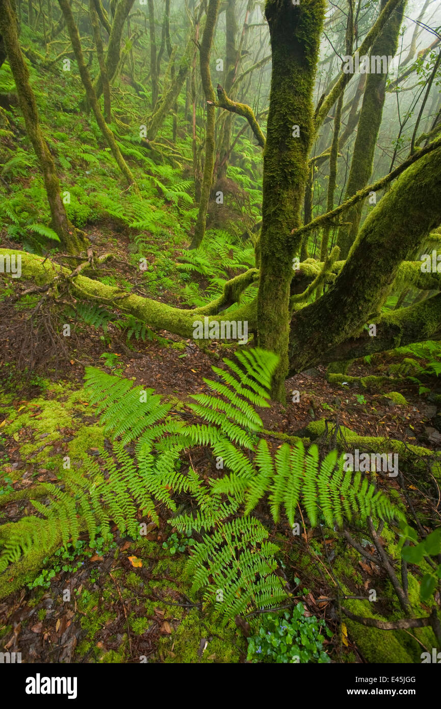 Laurisilva forest, Laurus azorica among other trees in Garajonay National Park, La Gomera, Canary Islands, Spain, May 2009 Stock Photo