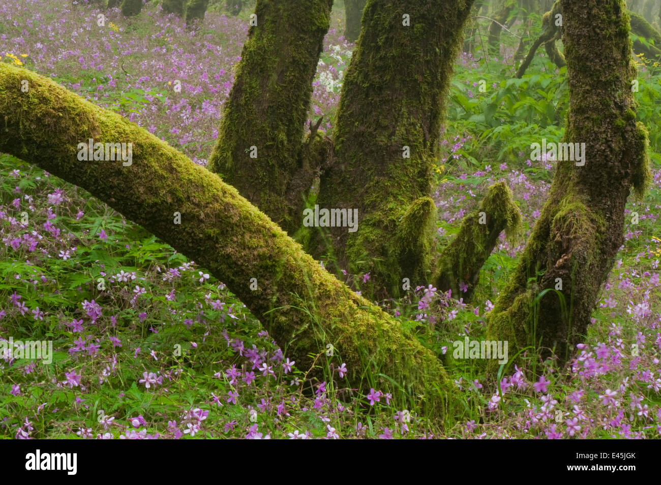 Spanish Moss El Normal – Rainforest Flora