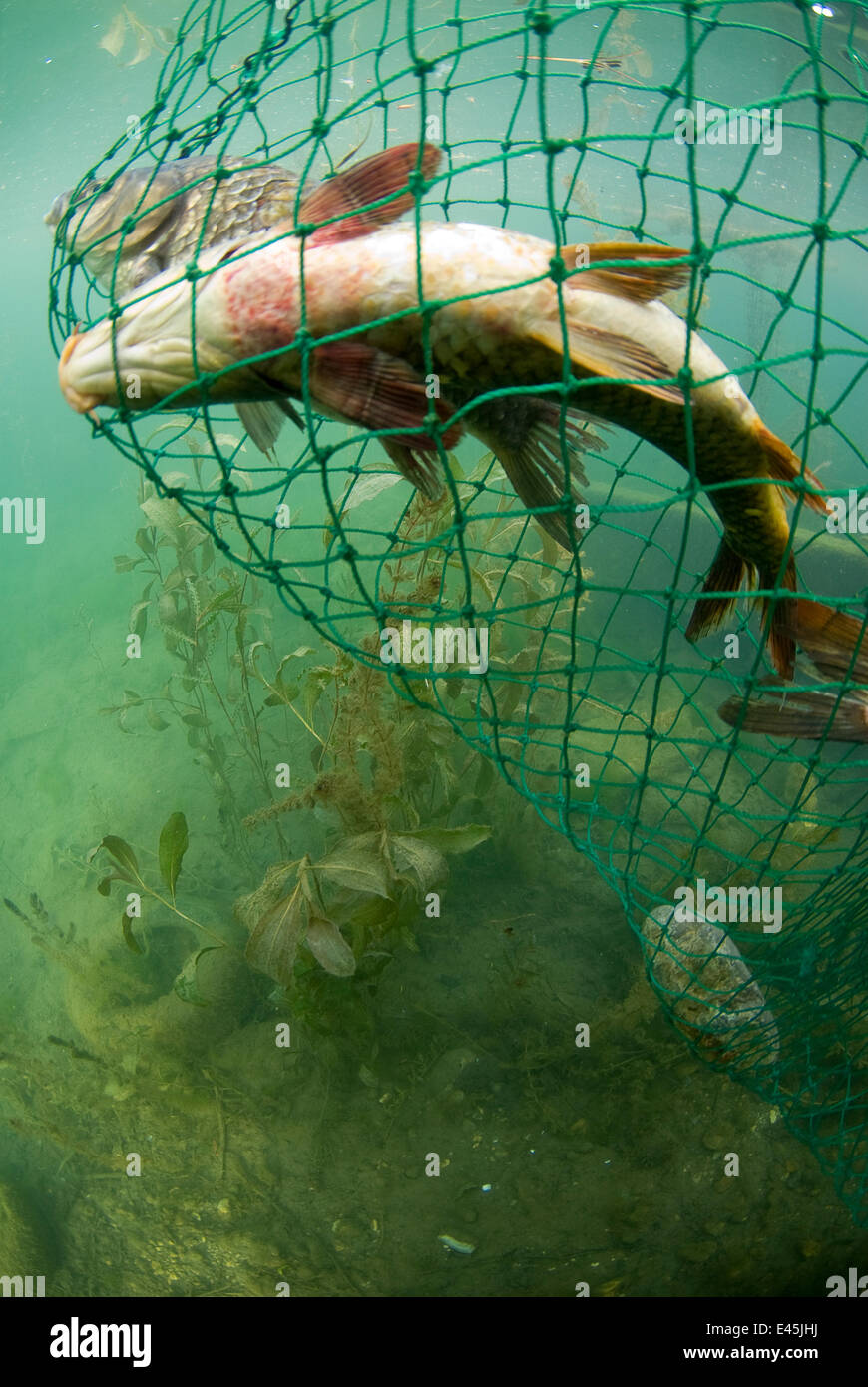 Fish caught in nets, Lake Skadar, Lake Skadar National Park