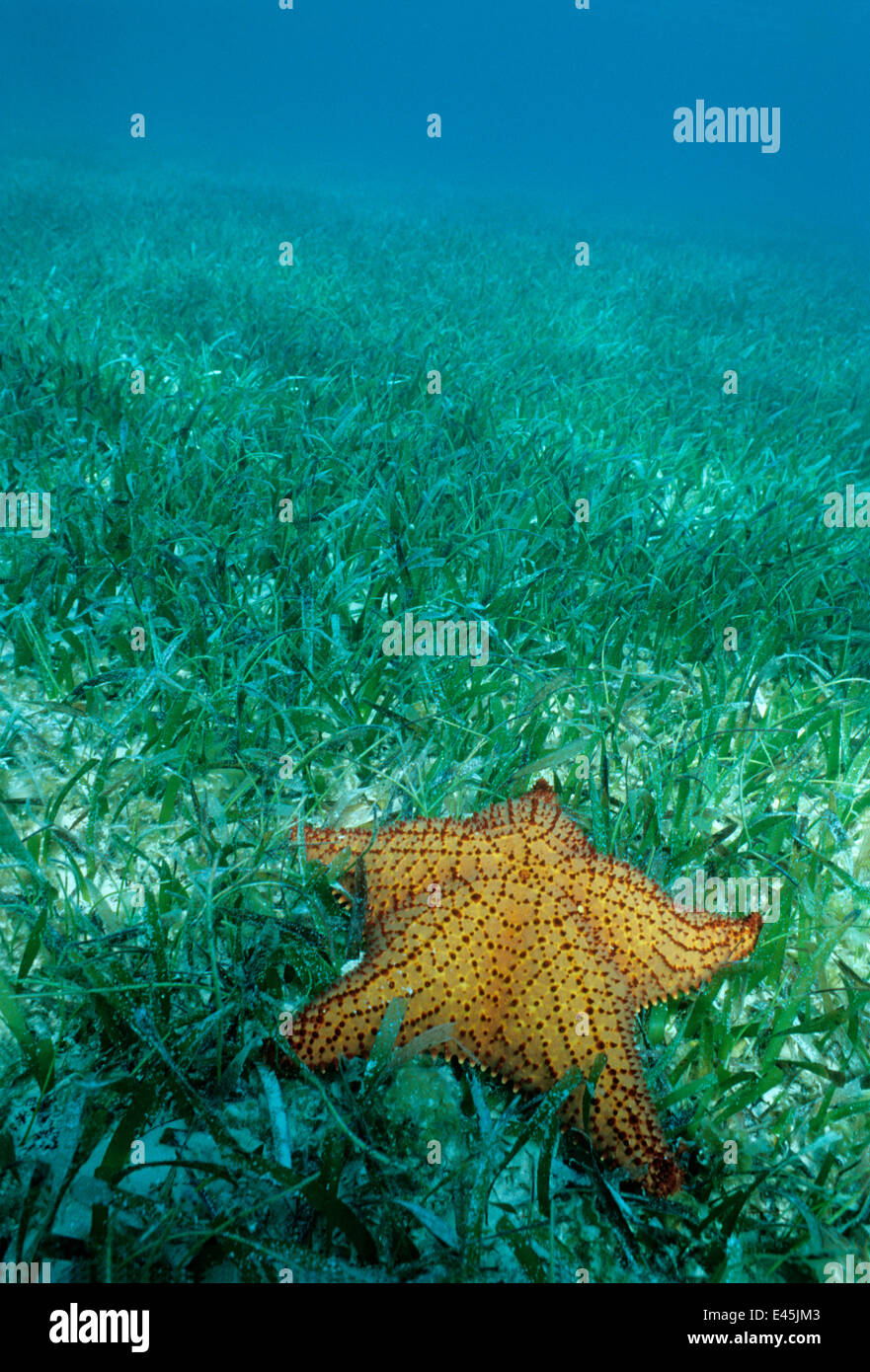 Cushion sea star (Oreaster reticulatus) on Turtle grass (Thalassia testudinum) Banco Chinchorro Biosphere Reserve, Caribbean Sea, Mexico Stock Photo
