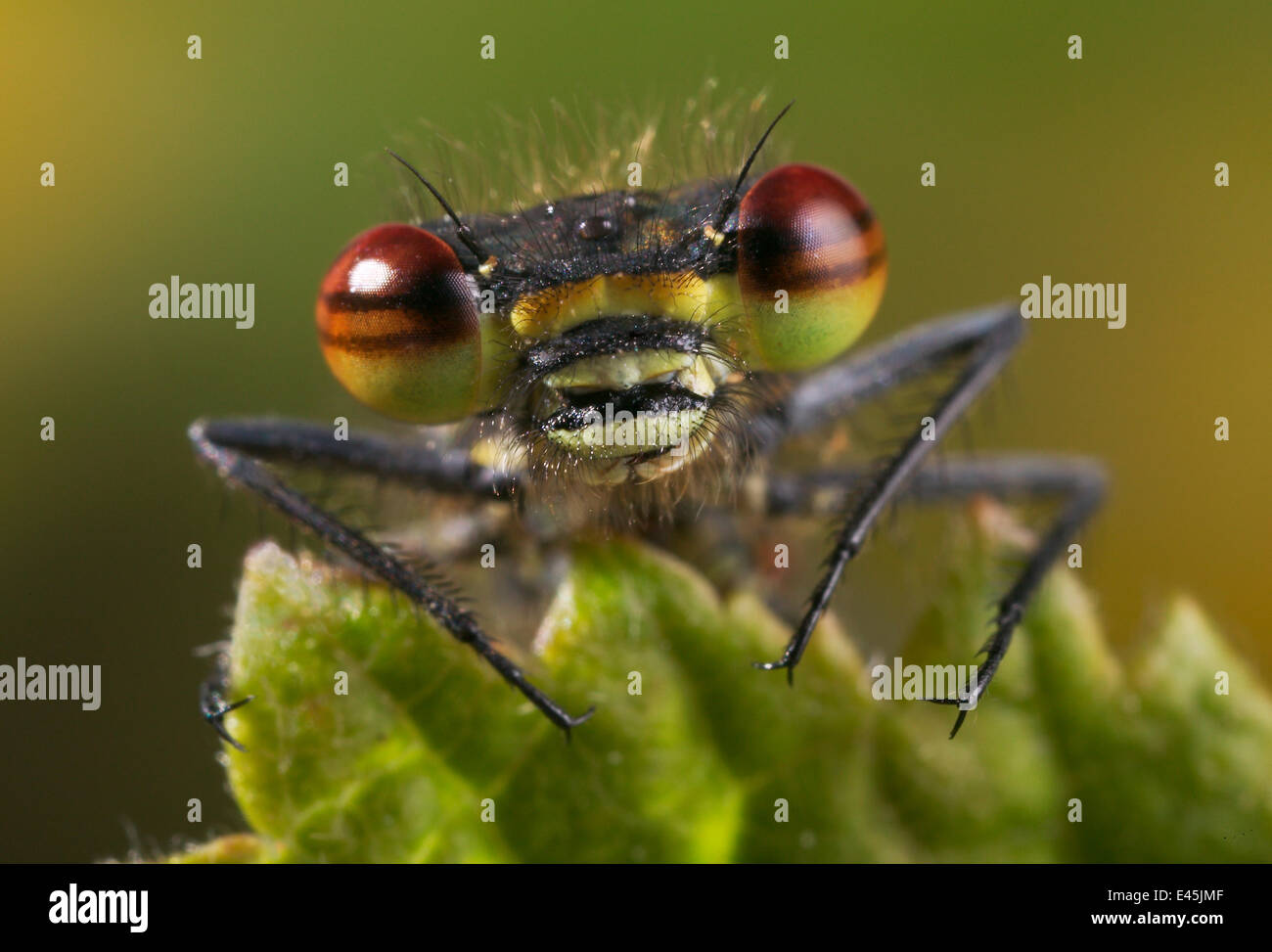 Large red damselfly (Pyrrhosoma nymphula) head portrait, UK Stock Photo