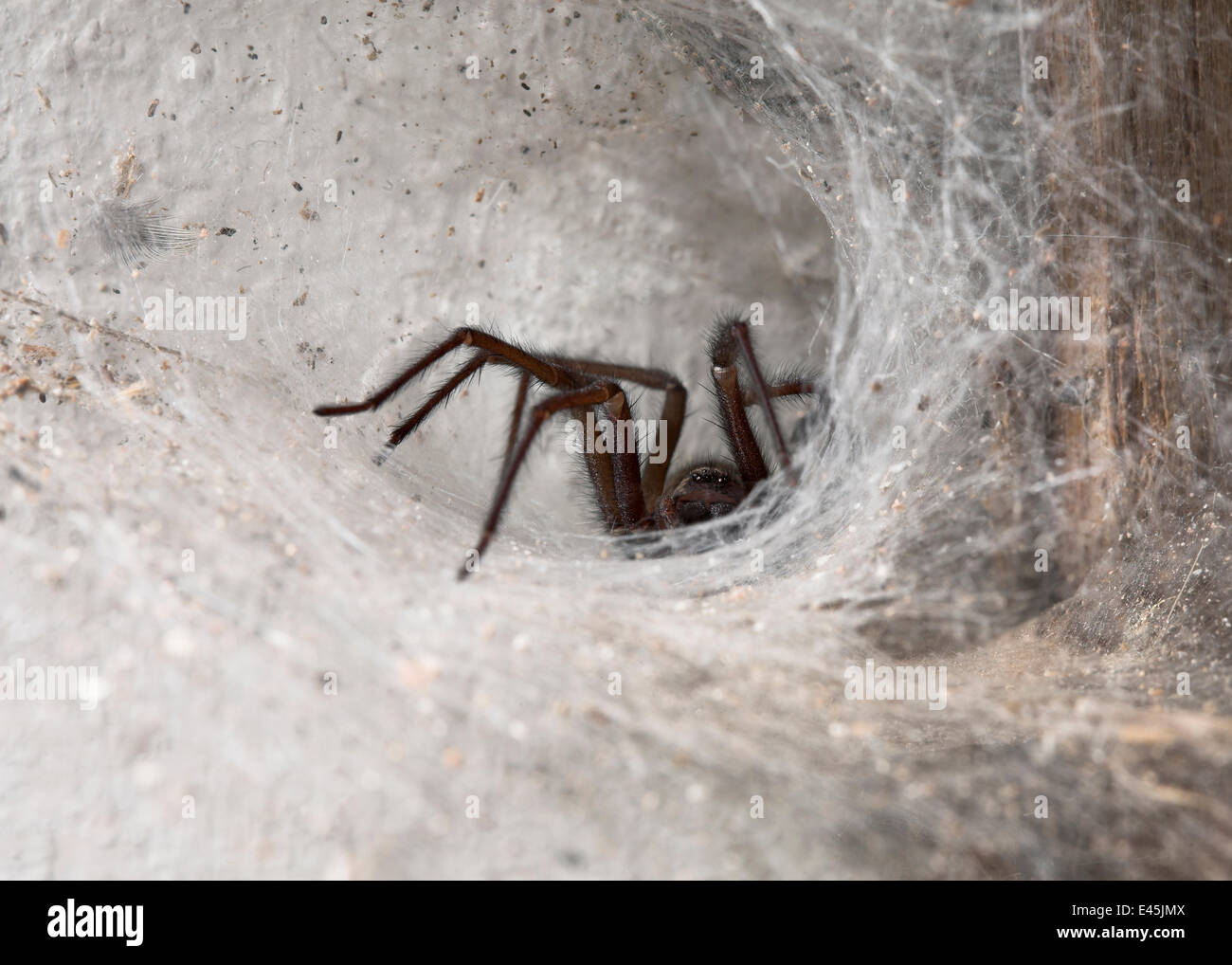 House spider (Tegenaria sp) lurking at entrance of funnel web, UK, Agelenidae Stock Photo