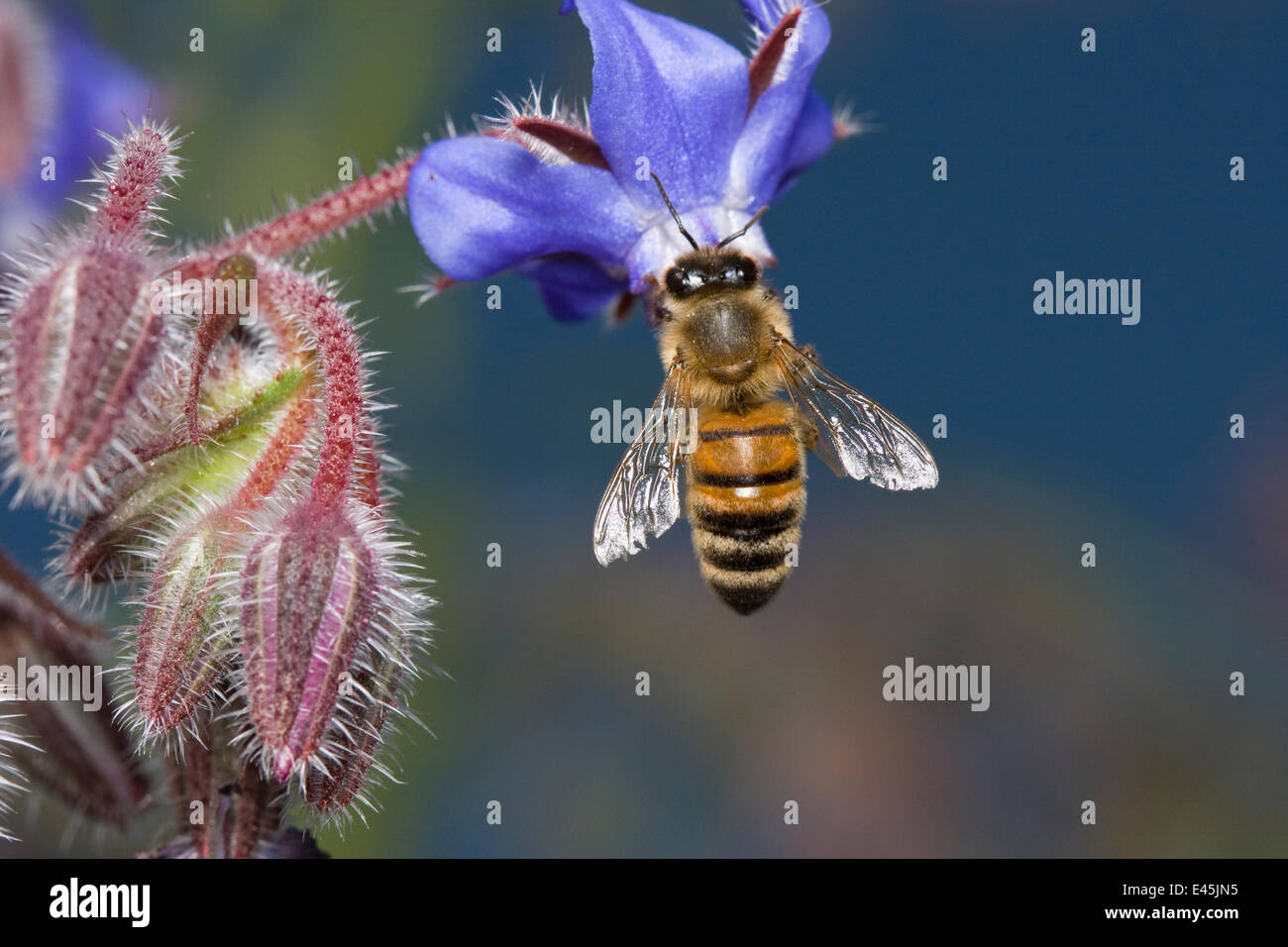 Honey bee (Apis mellifera) feeding on borage flower, UK Stock Photo