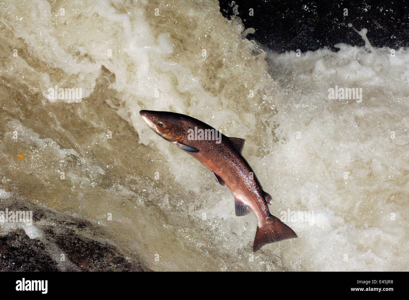 Atlantic salmon jumping uk hires stock photography and images Alamy