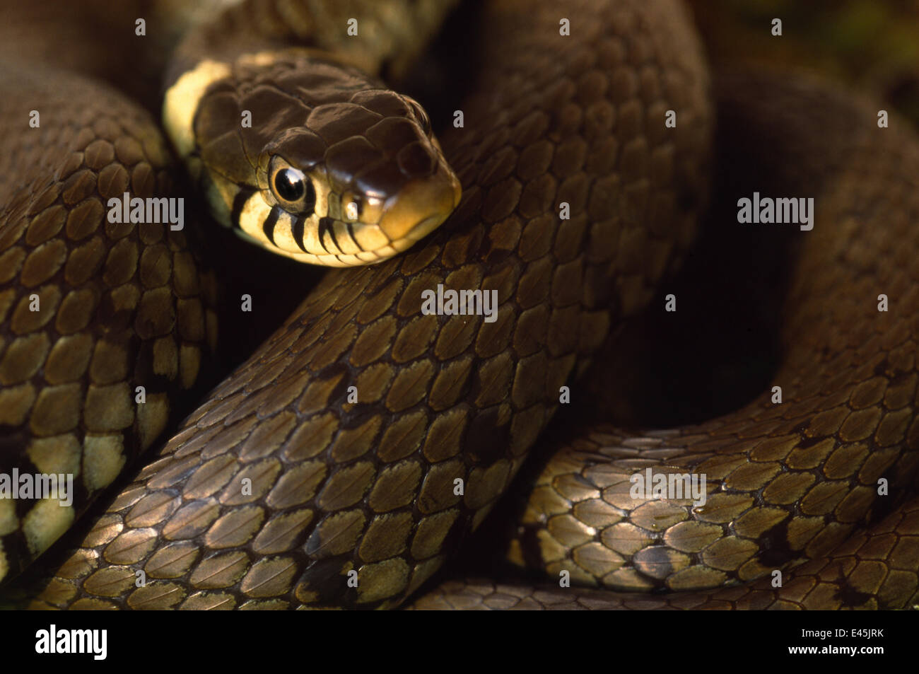 Grass snake playing dead hi-res stock photography and images - Alamy