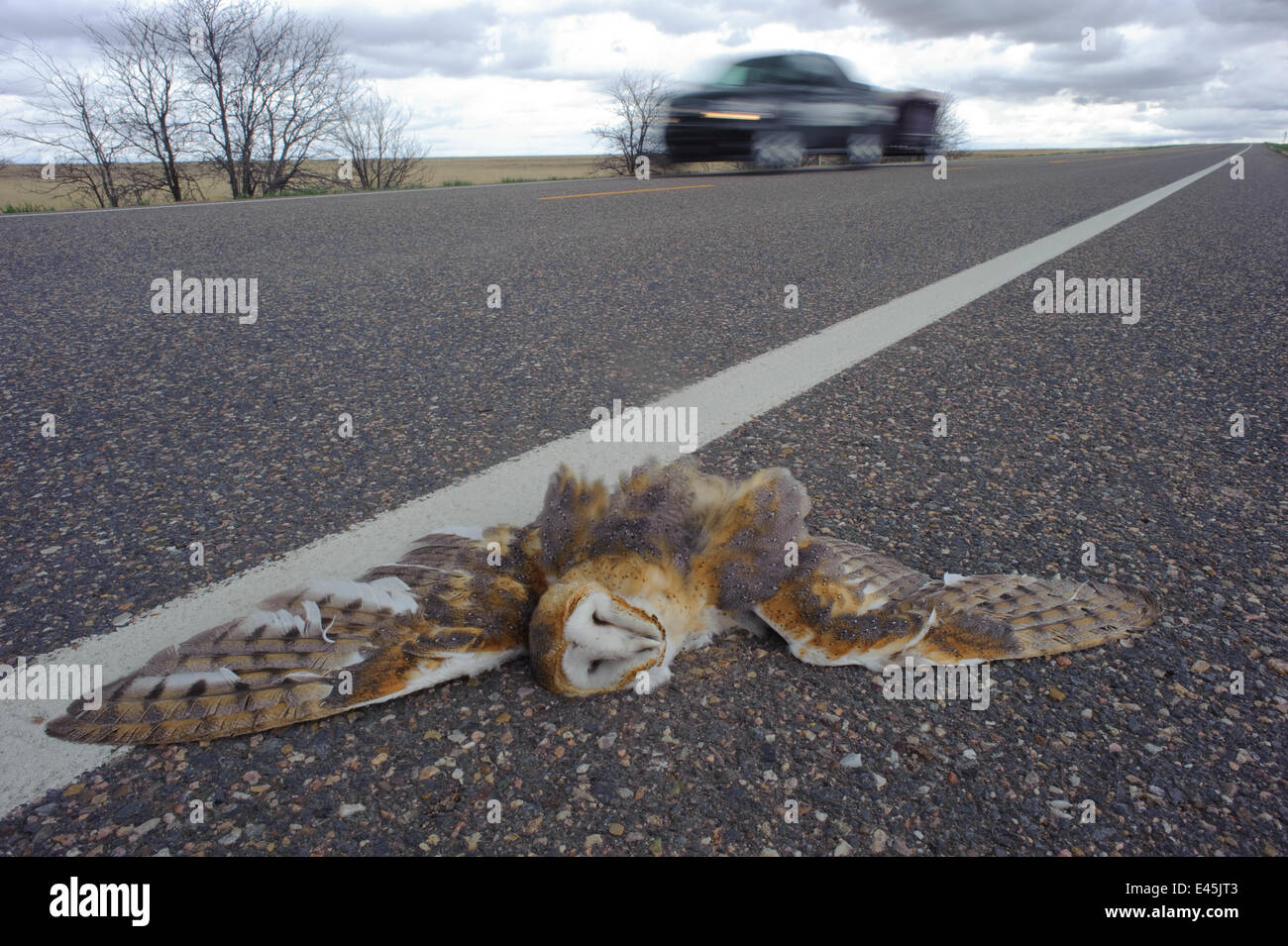 Dead Barn Owl (Tyto alba) on road, Cimarron National Grassland, Kansas, USA, April Stock Photo