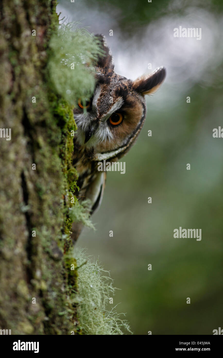 Long eared owl (Asio otus) peering round trunk of larch tree, Wales Stock Photo