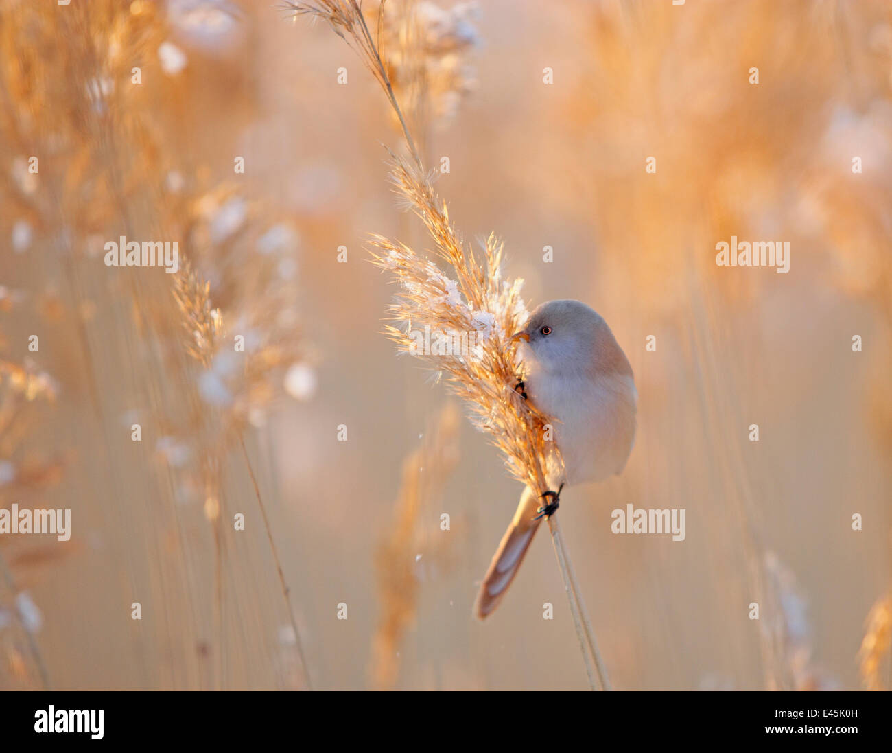 Bearded reedling (Panurus biarmicus) female feeding in reeds, Espoo, Finland, March Stock Photo