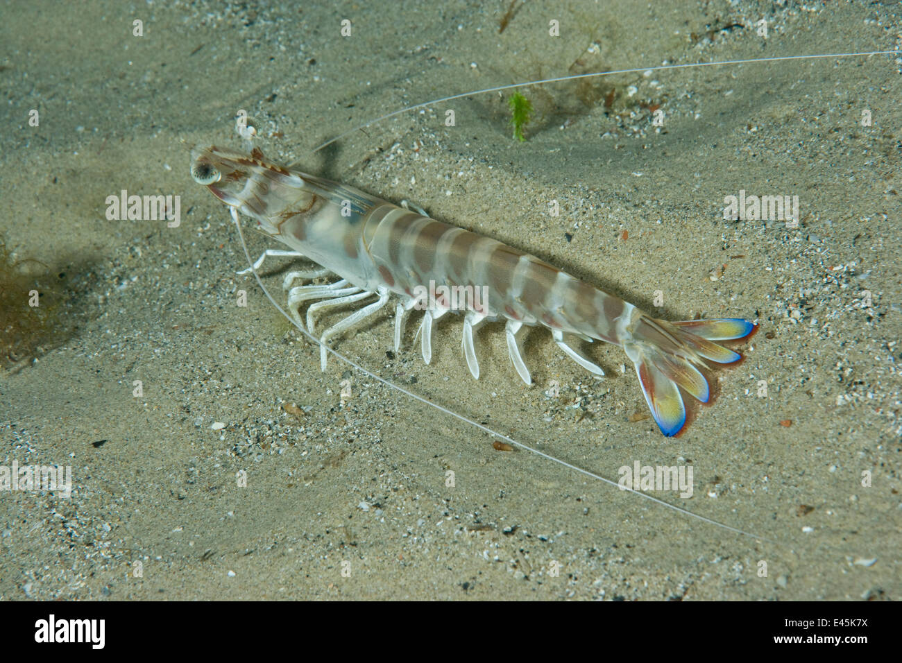 Caramote prawn (Penaeus kerathurus) Larvotto Marine Reserve, Monaco, Mediterranean Sea, July 2009 Stock Photo