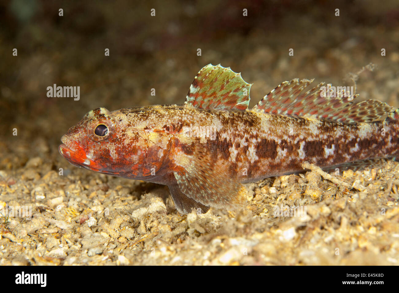 Red mouthed goby (Gobius cruentatus) on seabed, Larvotto Marine Reserve, Monaco, Mediterranean Sea, July 2009 Stock Photo