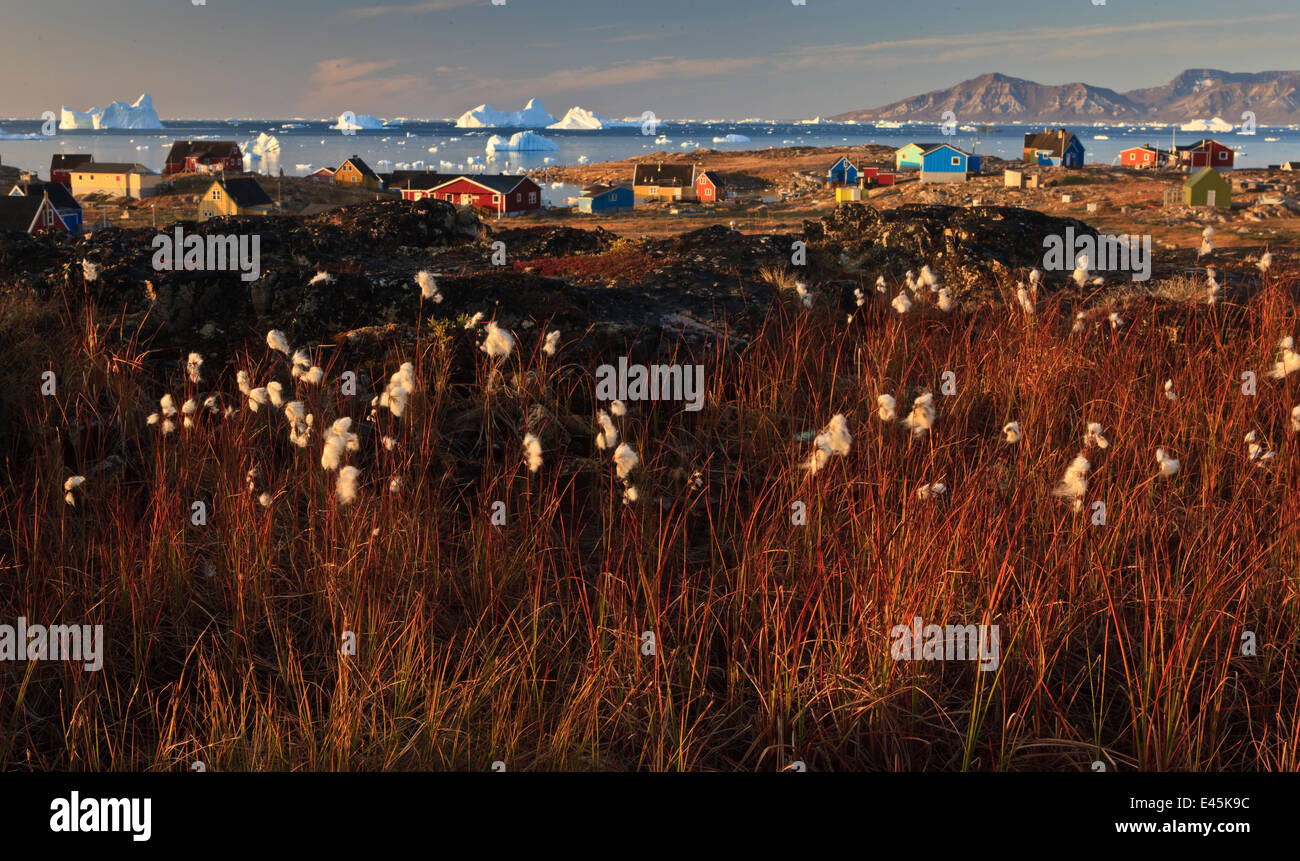 Cotton grass (Eriophorum sp) near coastal settlement, Saqqaq, Greenland, August 2009 Stock Photo