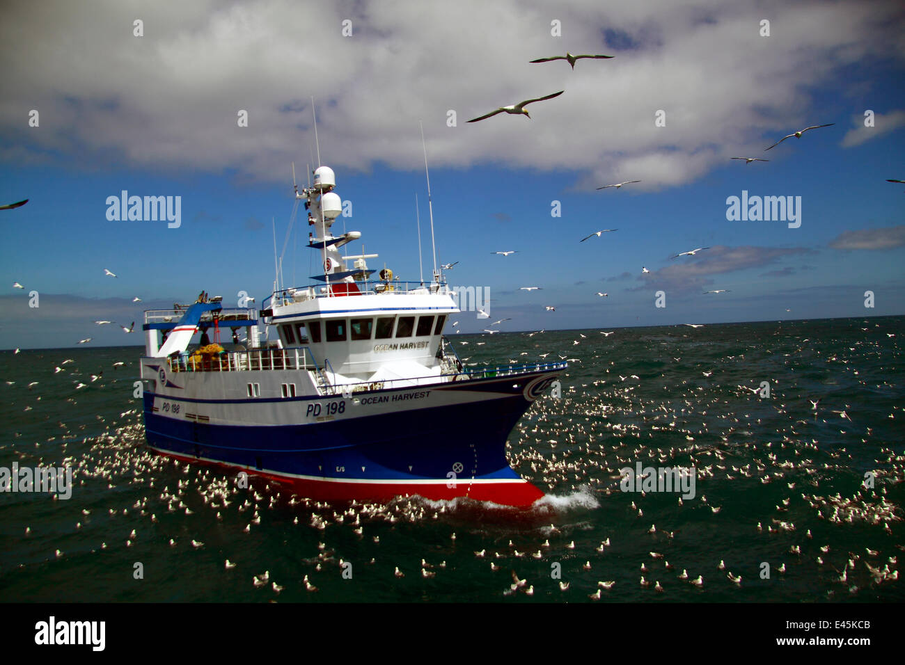 Ocean Harvest  fishing on the North Sea surrounded by sea birds. June 2010. Property released. Stock Photo