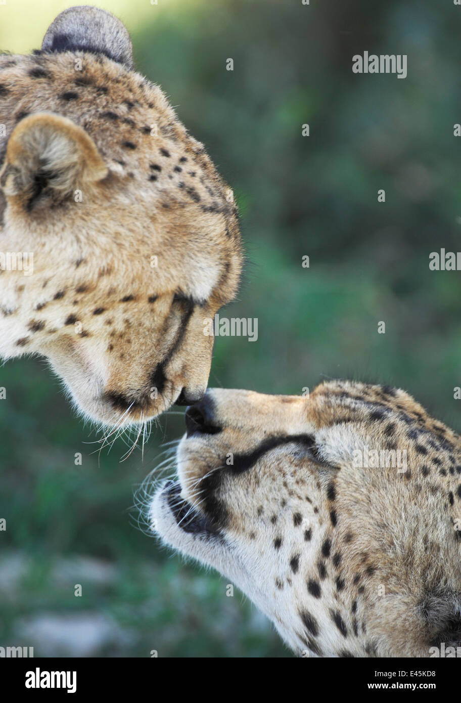 Two Cheetahs (Acinonyx jubatus) touching noses in greeting display, Serengeti NP, Tanzania, East Africa, January Stock Photo