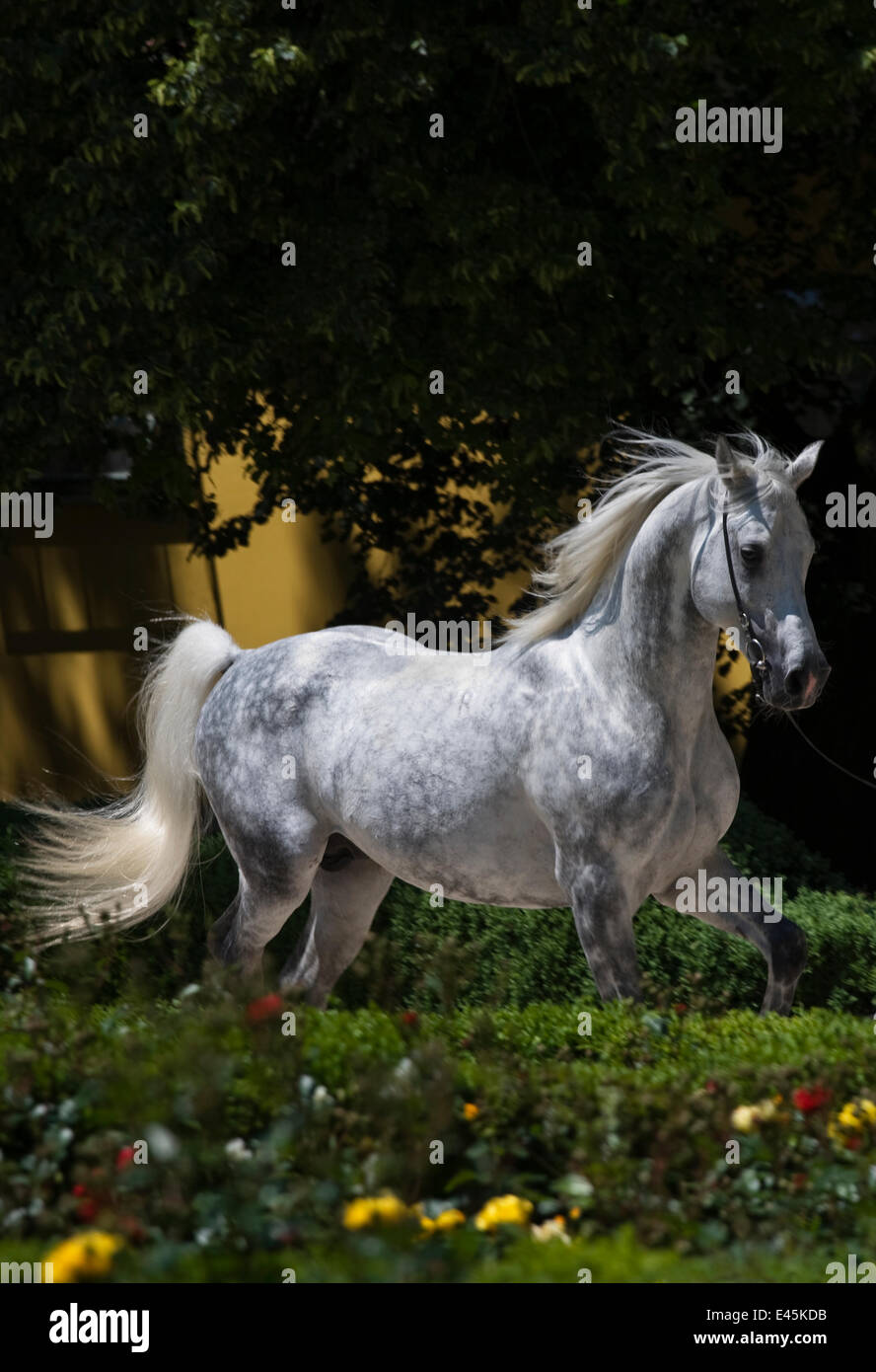 A Shagya Arab stallion (Equus caballlus) is shown in hand in the courtyard of the Babolna Arabian Stud, Babolna, Komarom-Esztergom, Hungary. Stock Photo
