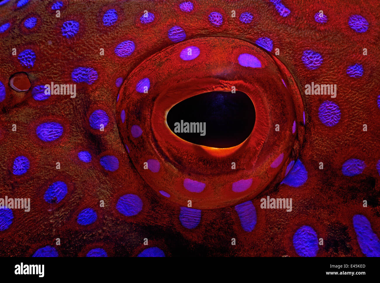Close-up of the eye of a Jewel Grouper / Coral hind (Cephalopholis Miniata) Red Sea, Egypt Stock Photo