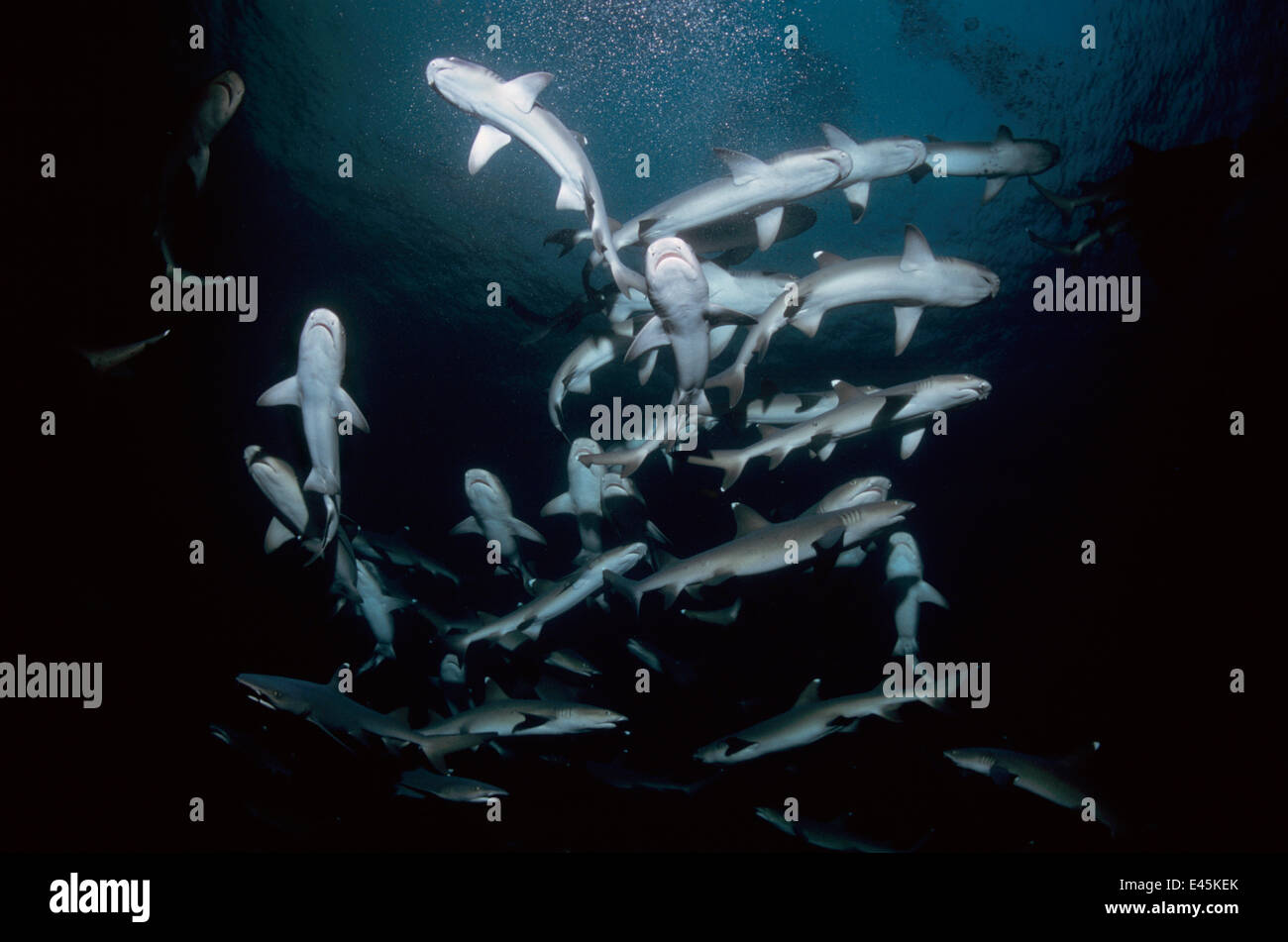 Whitetip Reef sharks (Triaenodon obesus) following scent trail in water column, Cocos Island, Costa Rica, Pacific Ocean. Stock Photo