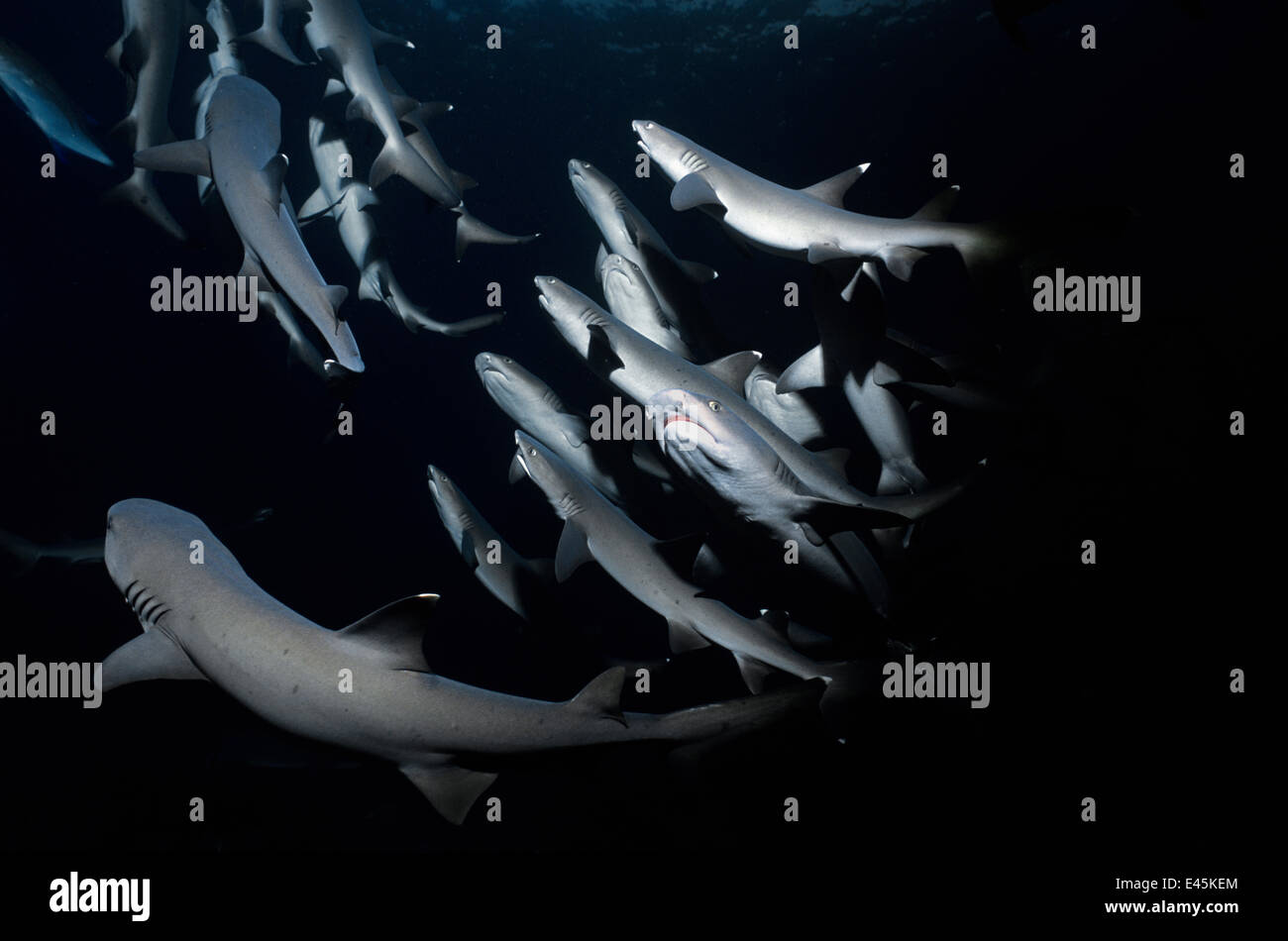 Whitetip Reef sharks (Triaenodon obesus) following scent trail in water column, Cocos Island, Costa Rica, Pacific Ocean. Stock Photo