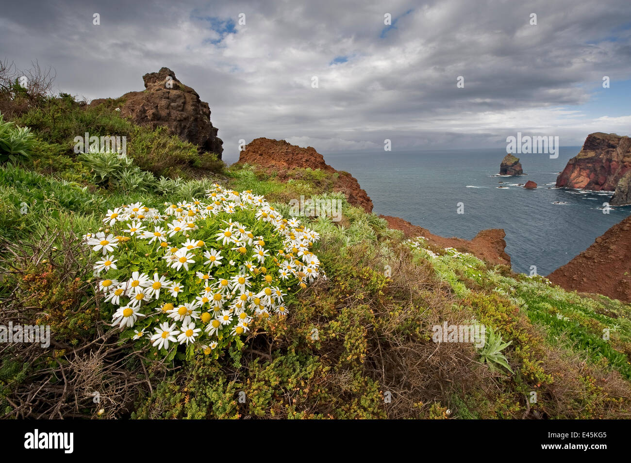 African daisy (Arctotis hybrids) plant flowering on cliff top, Ponta de Sao Lourenco, Madeira, March 2009 Stock Photo