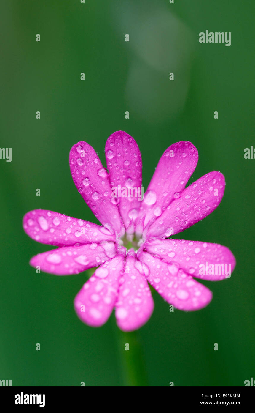 (Silene cretica) flower covered in raindrops, Crete, Greece, April 2009 Stock Photo