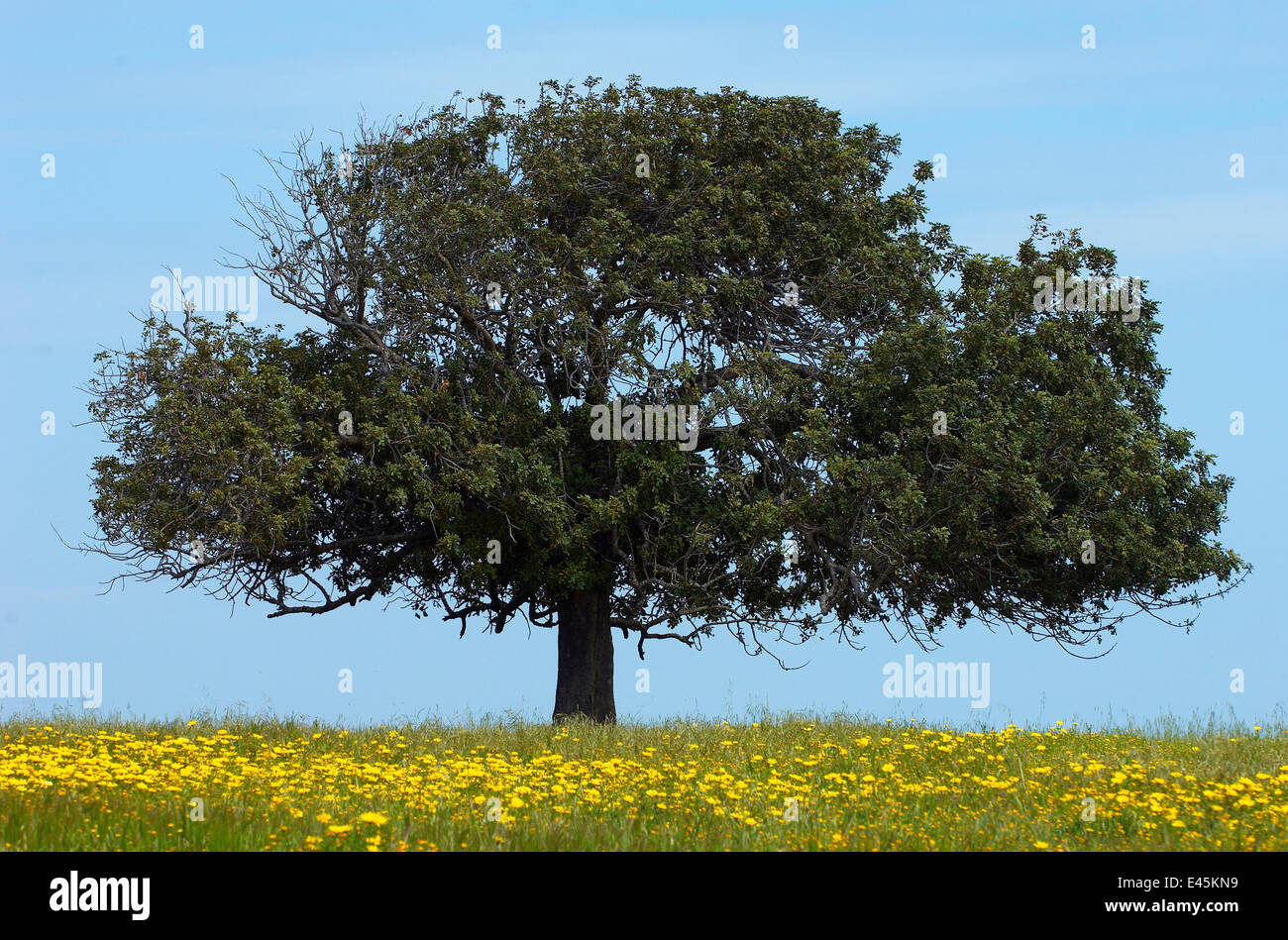Carob tree / St. John's bread (Ceratonia siliqua) in meadow, Lachi