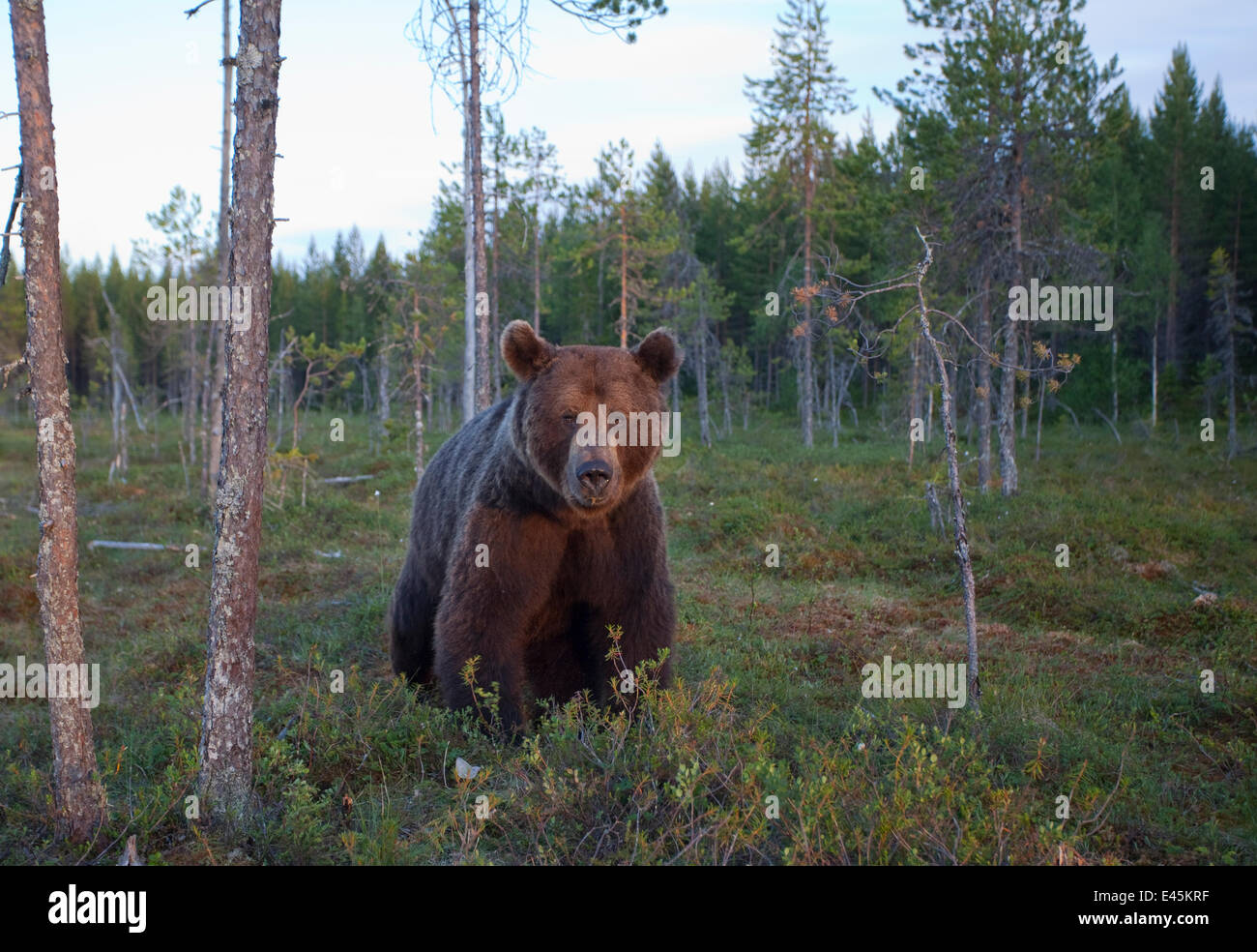 European brown bear (Ursos arctos) Kuhmo, Finland, July 2009 Stock Photo