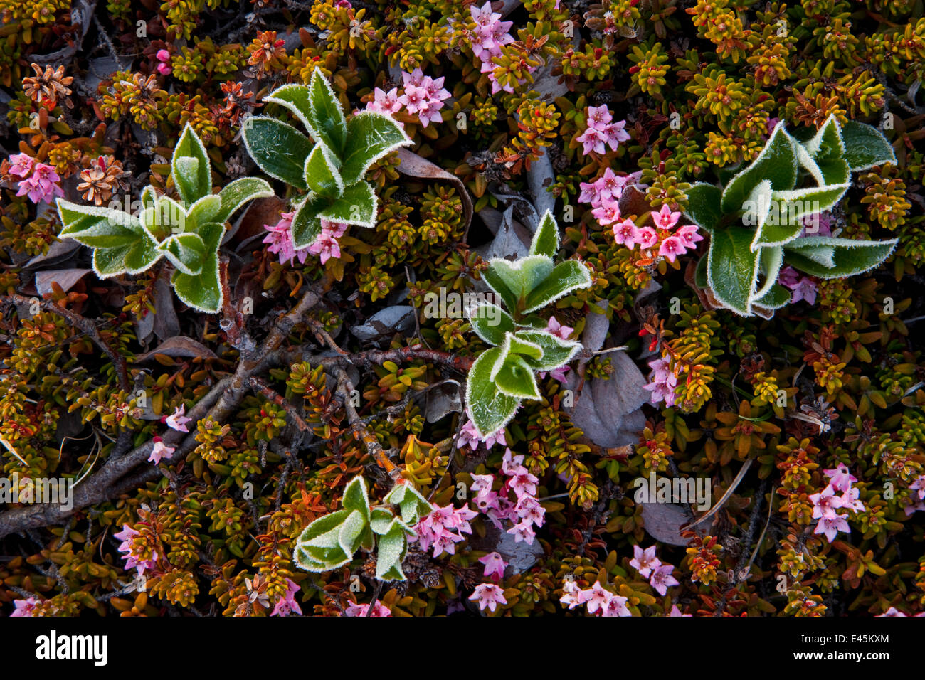 Dwarf willow (Salix herbacea) and flowering plant, Thingeyjarsyslur, Iceland, June 2009 Stock Photo