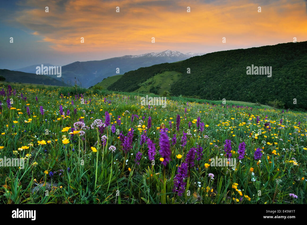 Early purple orchids (Orchis mascula) in flower meadow, Forca Canapine, Monti Sibillini National Park, Umbria, Italy, May 2009 Stock Photo