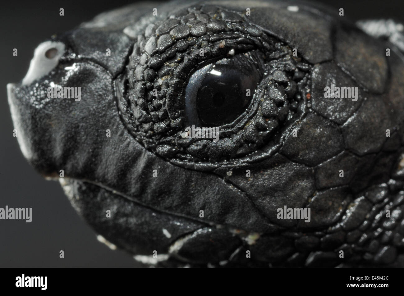 Newly hatched Loggerhead turtle (Caretta caretta) showing egg tooth ...