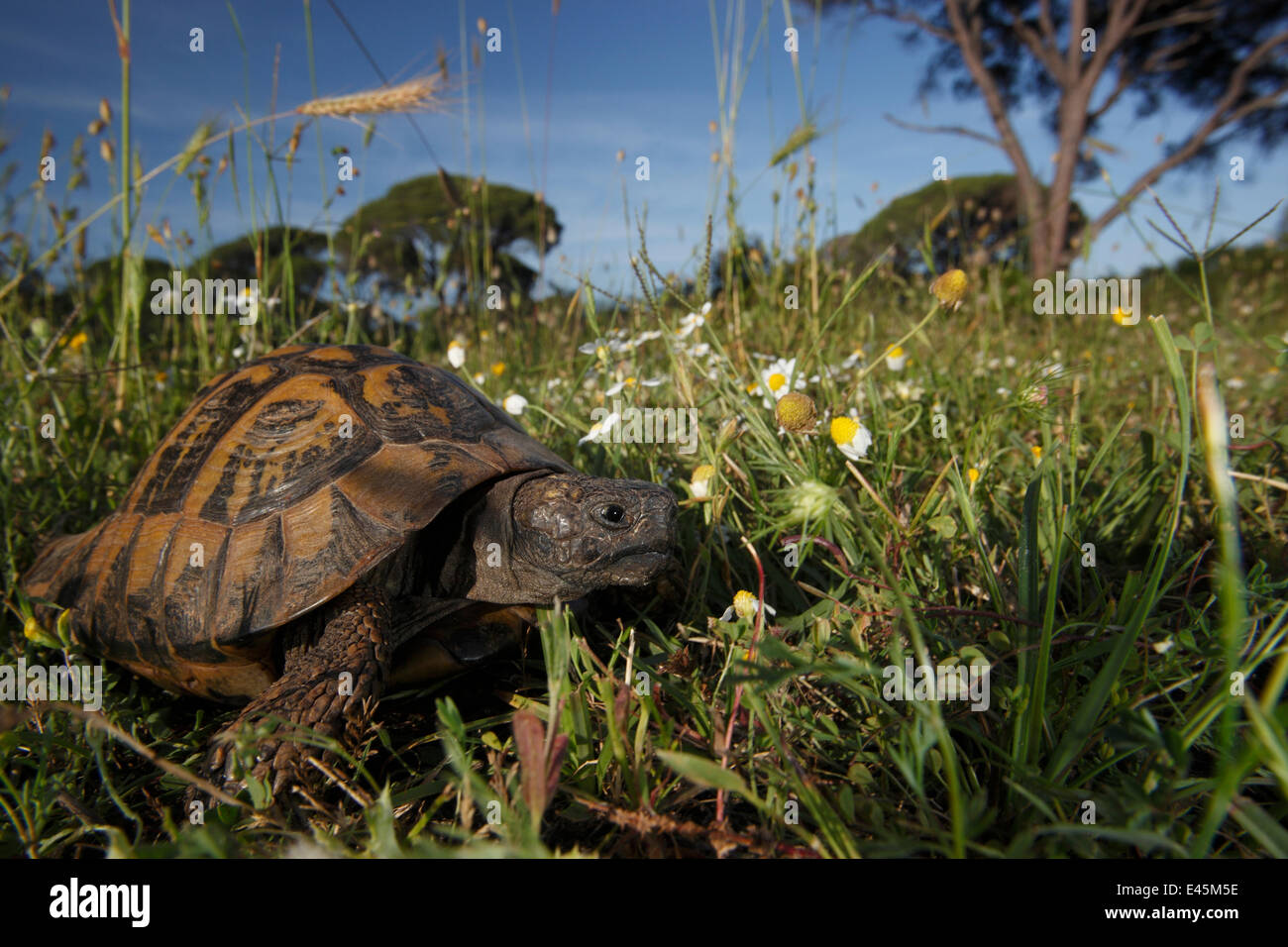 Hermanns tortoise testudo hermanni in hi-res stock photography and ...