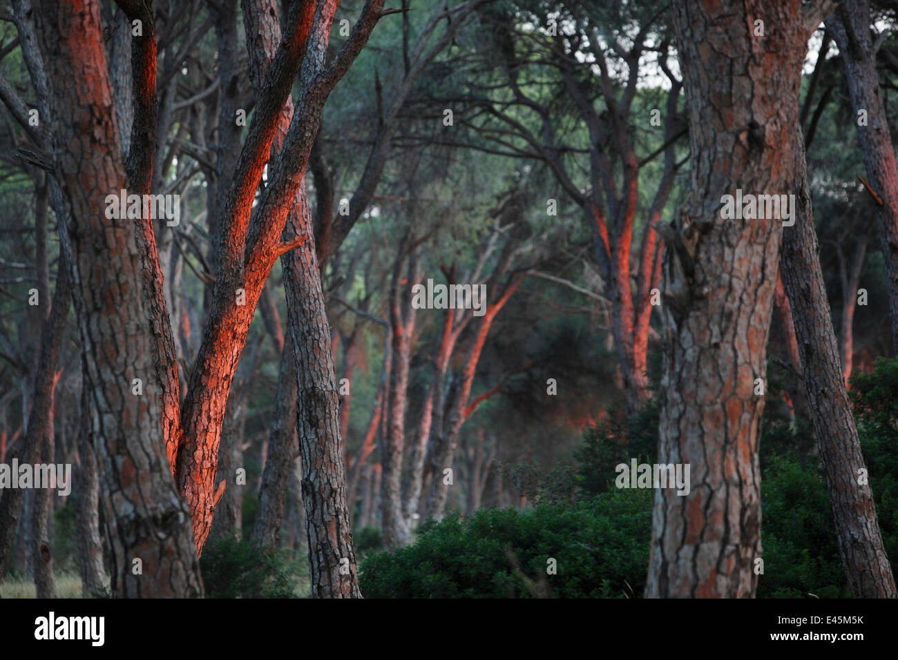 Pine forest (Pinus sp) in a wetland, Patras area, The Peloponnese, Greece, May 2009 Stock Photo