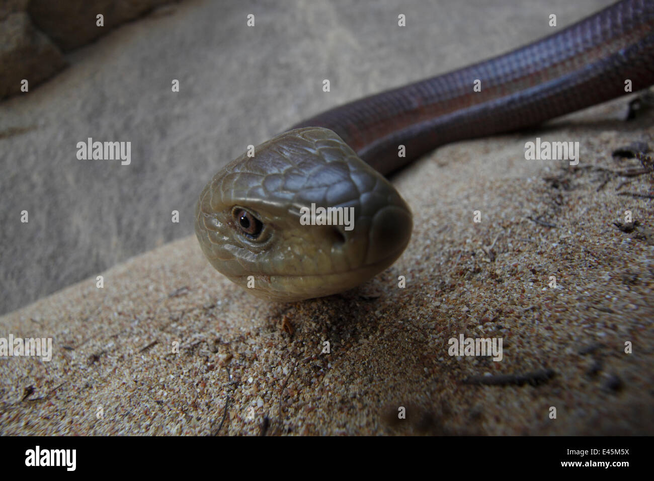 European glass lizard (Pseudopus apodus) portrait, Western Peloponnesee