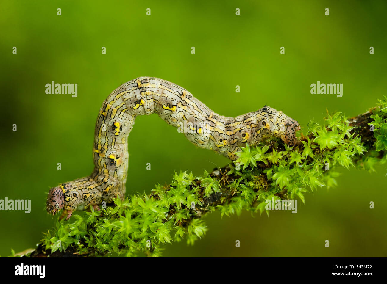 Geometrid moth (Geometridae sp) caterpillar moving along twig, Triglav National Park, Slovenia, June 2009 Stock Photo