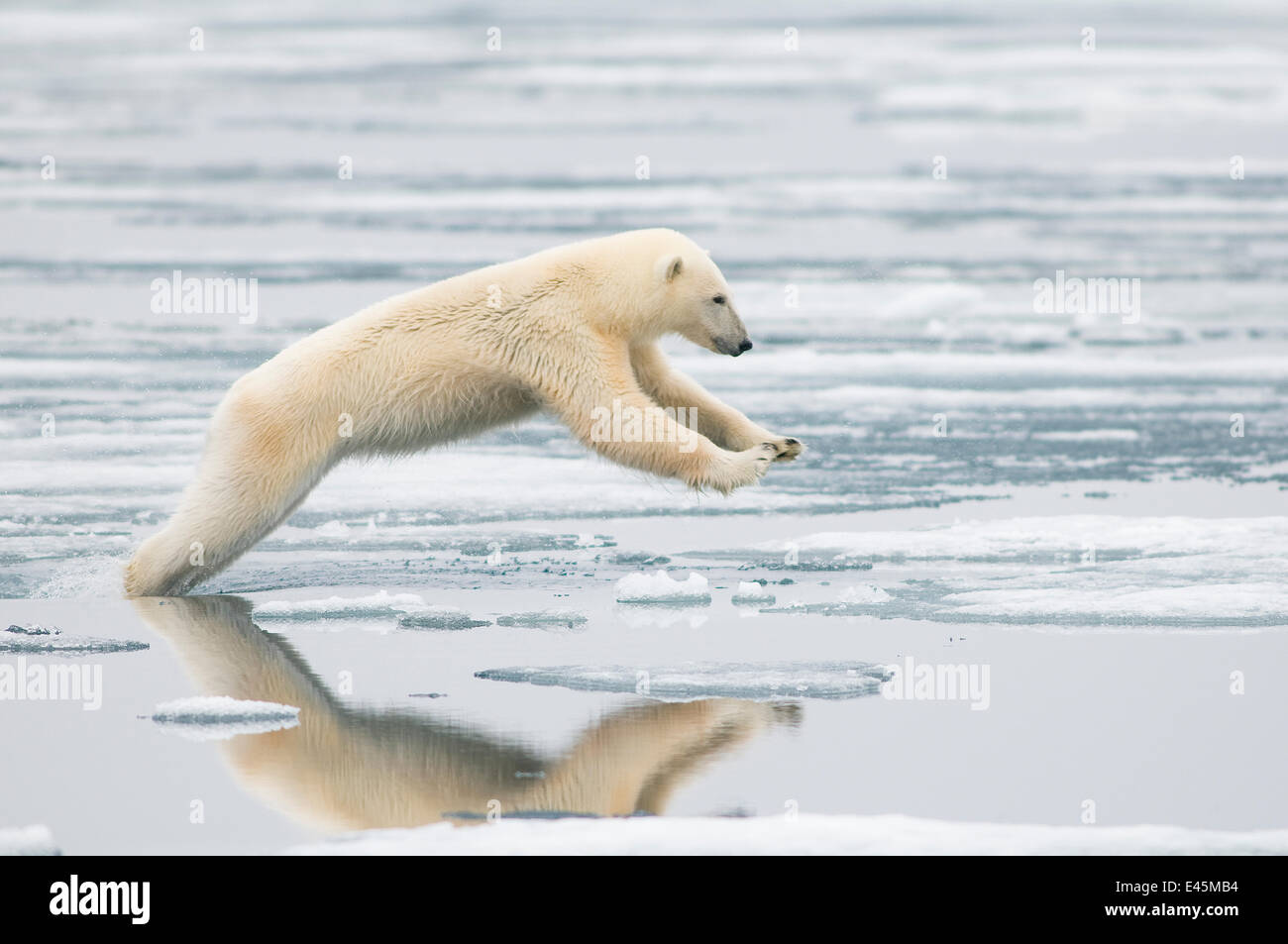 Polar bear (Ursus maritimus) sow jumping while hunting for seals on sea ice, off the coast of Svalbard, Norway Stock Photo