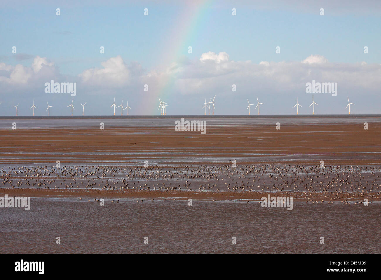 Wading birds feeding on shore after the tide has gone out, with a rainbow and several off-shore wind turbines in background, Liverpool Bay, UK, November. Stock Photo