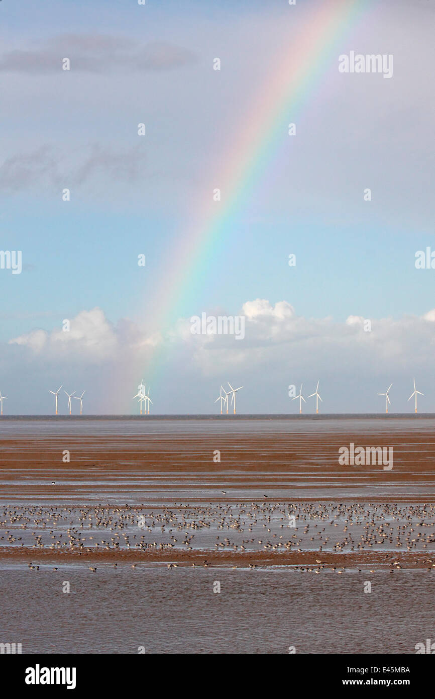 Wading birds feeding on the shore after the tide has gone out, with a rainbow and several off-shore wind turbines in background, Liverpool Bay, UK, November. Stock Photo