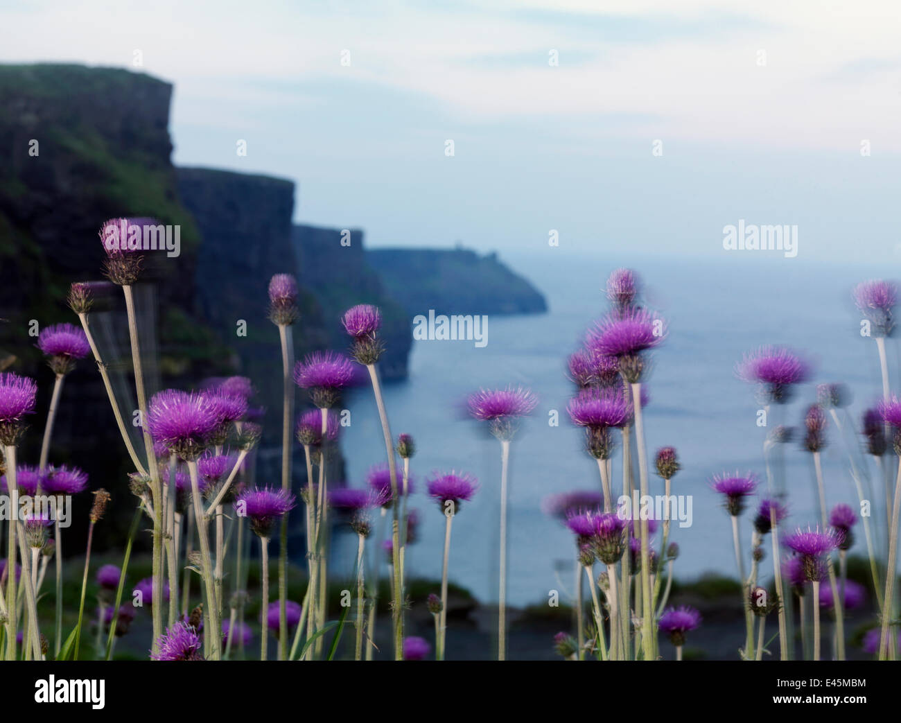 Melancholy thistle (Cirsium heterophyllum) flowers, Cliffs of Moher, County Clare, Ireland, June 2009 Stock Photo