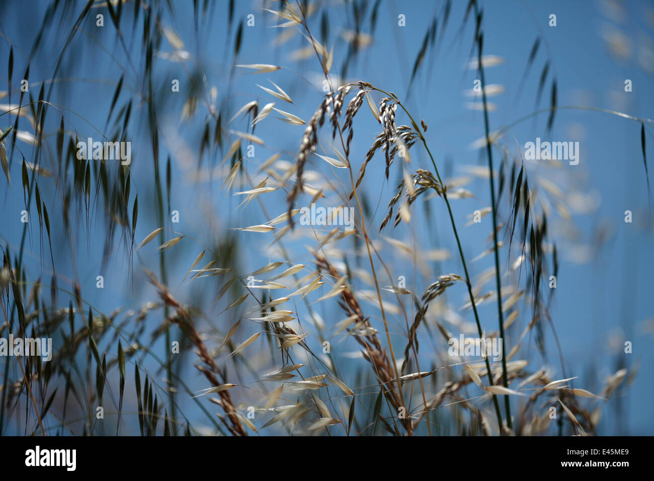 Mixed grasses in a grass meadow including Oat grass (Avena sp) and False oat grass (Arrhematherum elatius) Lagadin region, Lake Ohrid, Galicica National Park, Macedonia, June 2009 Stock Photo