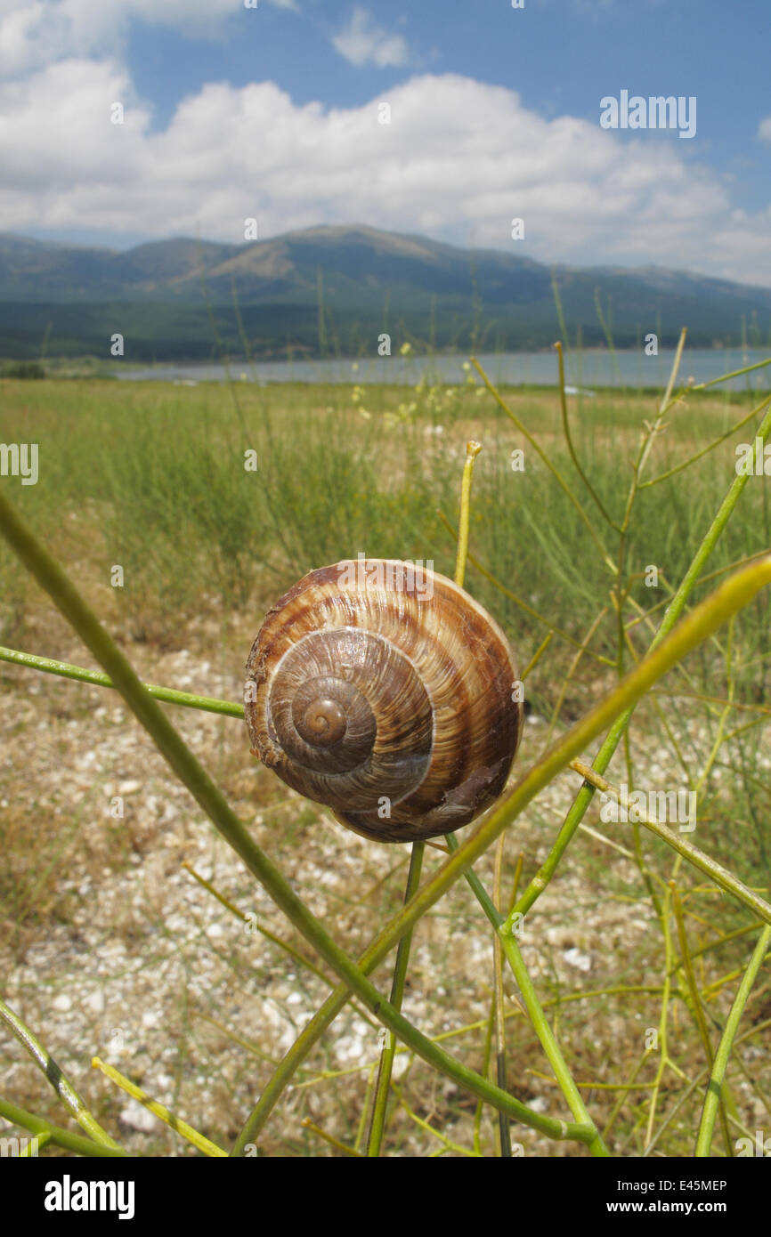 Turkish / Balkan edible snail (Helix lucorum) on plant, Stenje region, Lake Macro Prespa, Galicica National Park, Macedonia, June 2009 Stock Photo