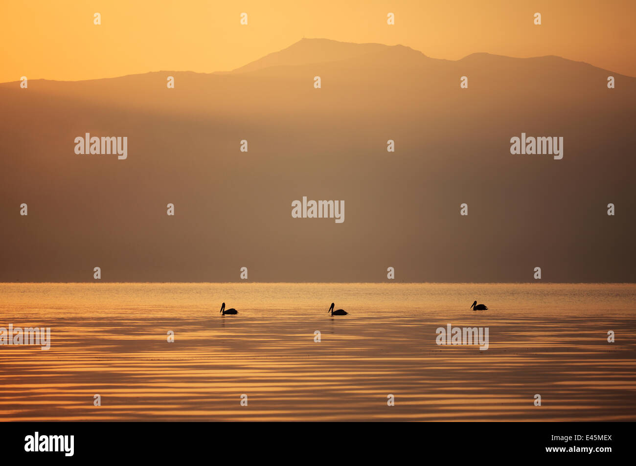 Three Great white pelicans (Pelecanus onocrotalus) silhouetted against the sunrise over Mount Golema (2179m) and Mount Pelister (2600m ) in the Pelister National Park, viewed from Stenje village across Lake Macro Prespa, Galicica National Park, Macedonia, Stock Photo