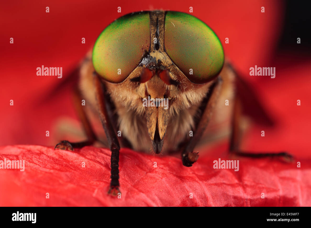 Horsefly (Tabanus sp) head portrait, Stenje region, Galicica National Park, Macedonia, June 2009. WWE OUTDOOR EXHIBITION. NOT AVAILABLE FOR GREETING CARDS OR CALENDARS Wild Wonders kids book. Stock Photo