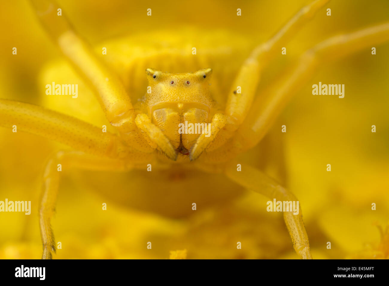 Crab spider (Thomisus onustus) yellow form, portrait, on yellow Yarrow (Achillea filipendulina) Stenje region, Galicica National Park, Macedonia, June 2009. WWE INDOOR EXHIBITION Wild Wonders kids book. Stock Photo