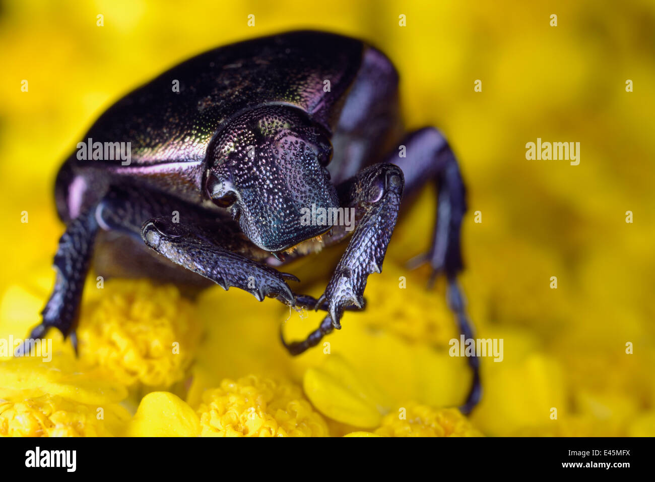 Metallic green chafer / Emerald fruit beetle (Protaetia / Cetonia
