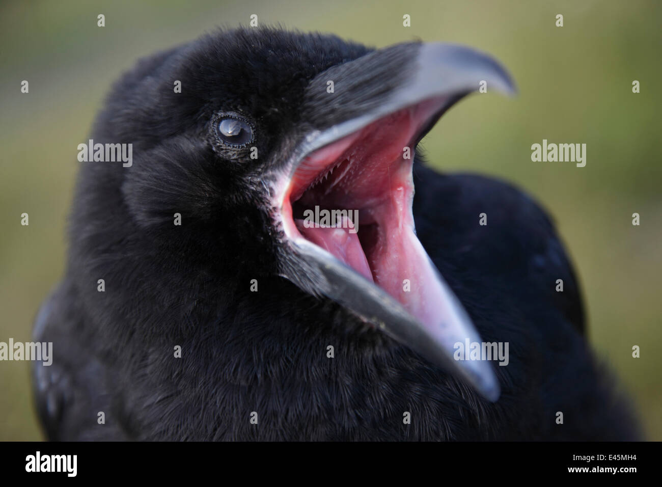 Common raven (Corvus corax) calling, beak open, The Burren, County