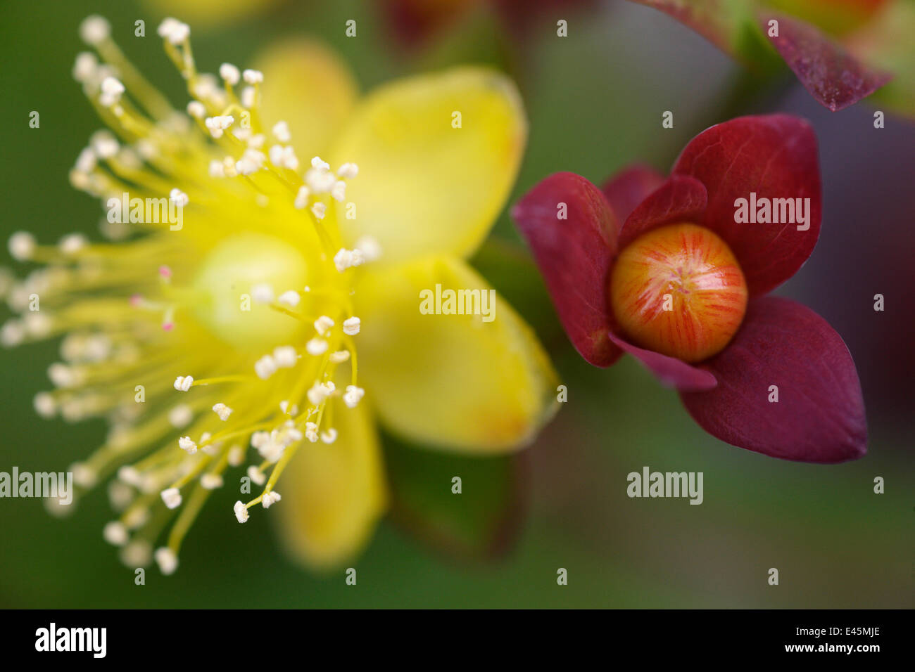 Tutsan (Hypericum androsaemum) flower and fruit, Burren National Park ...