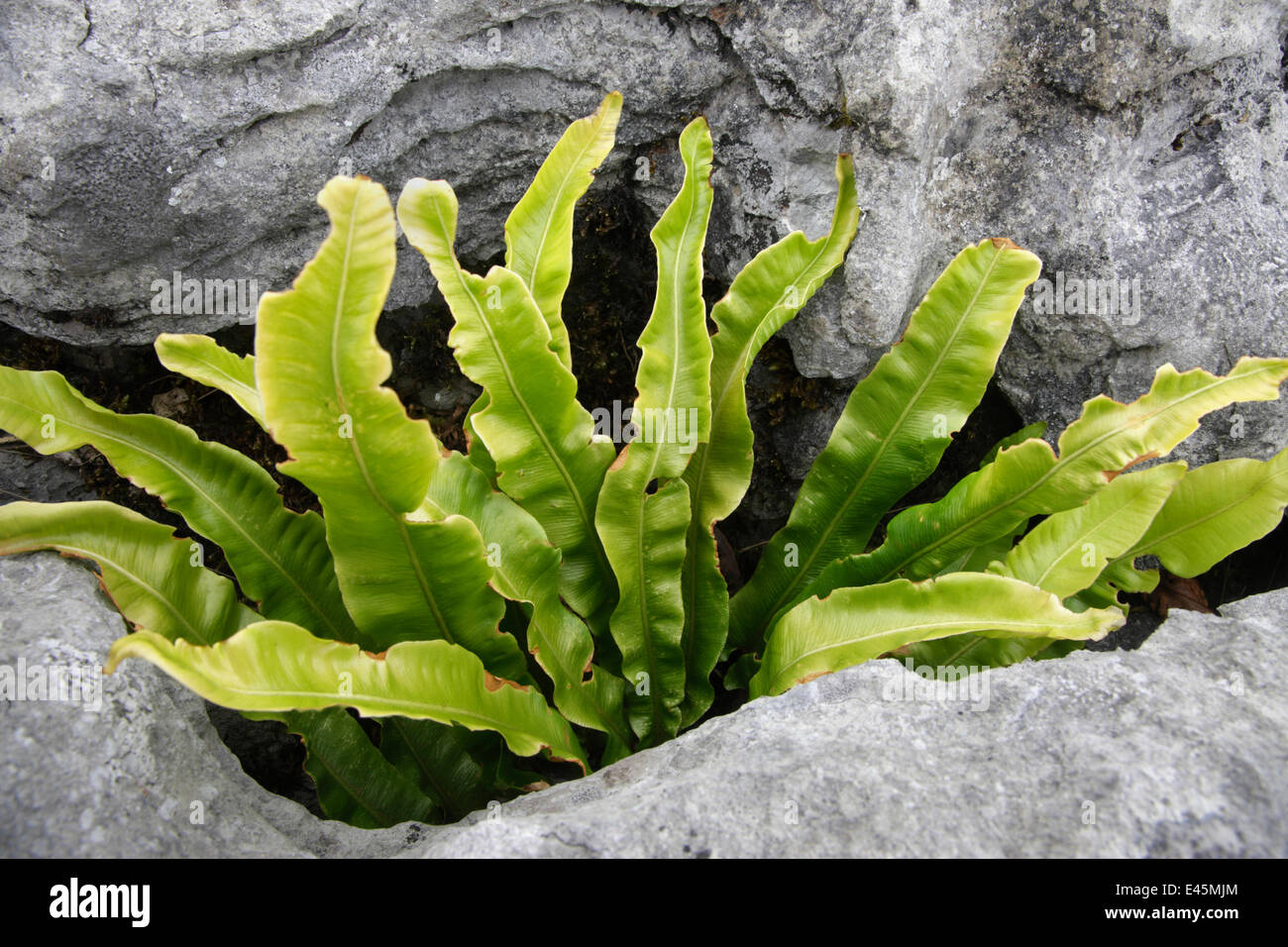 Hart's tongue fern (Asplenium scolopendrium) growing between rocks, Burren National Park, County Clare, Ireland, June 2009 Stock Photo