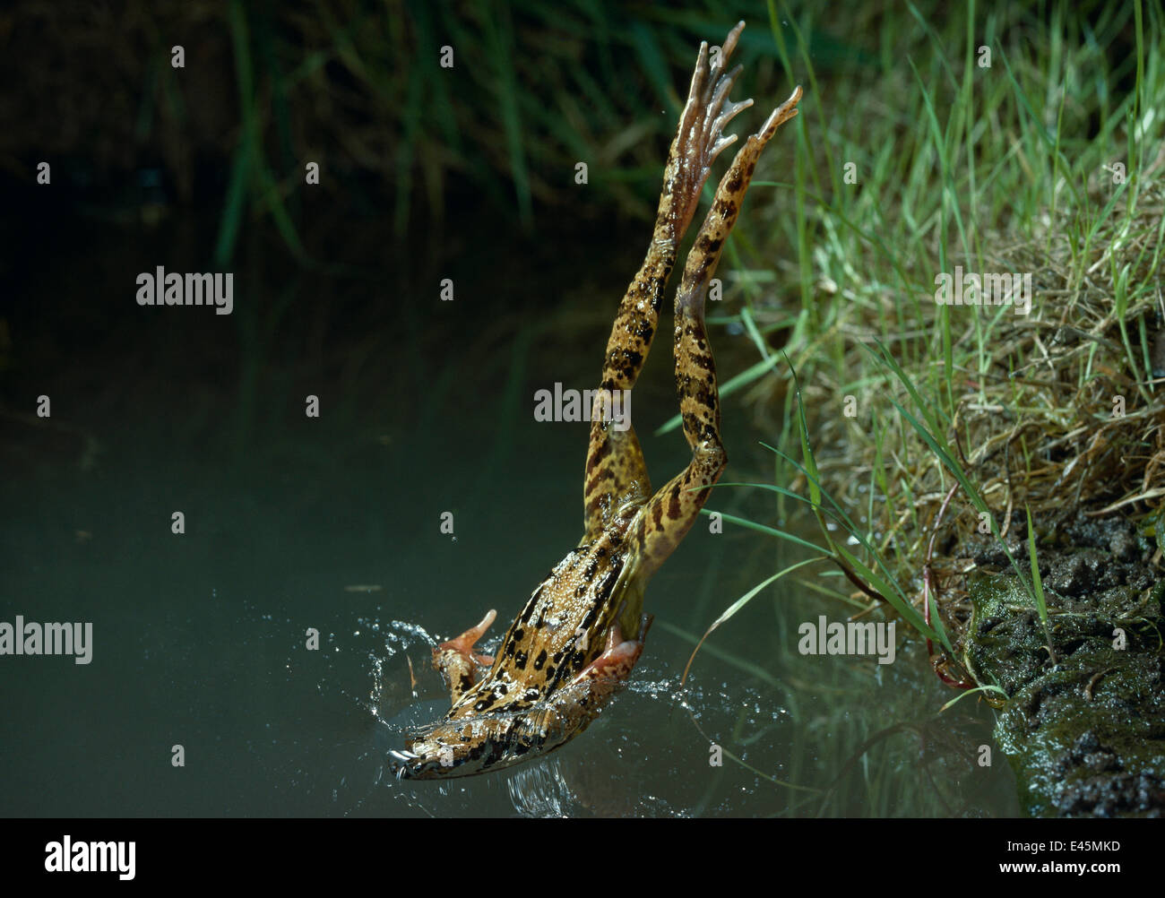 Common frog {Rana temporaria} diving into water from bank, UK Stock